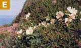 Burnet Rose flowers